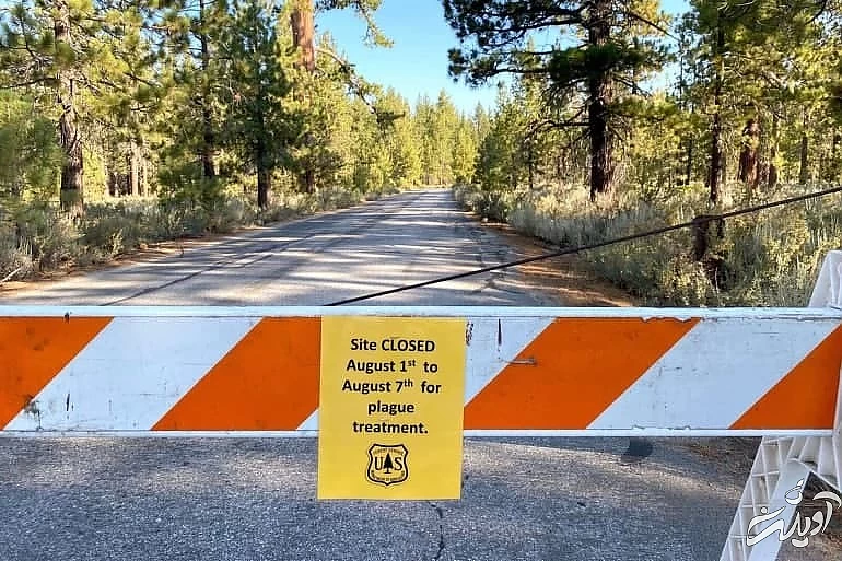وحشت طاعون در آمریکا/ سنجاب ها قاتلان جدید مردم کالیفرنیا/ آیا یک پاندمی وحشتناک در راه است؟